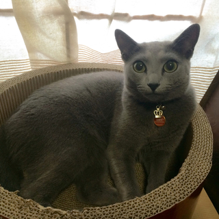 人懐こいロシアンブルー2歳の女の子、避妊済み