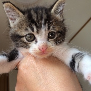 生後１ヶ月半未満のキジシロの男の子・一時募集停止中