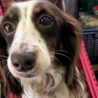 ダックスの女の子