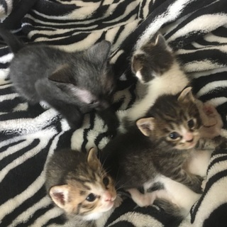 子猫の里親募集