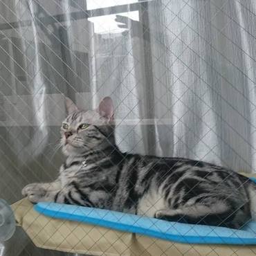 大好きなハンモックでお外を眺める虹ちゃん