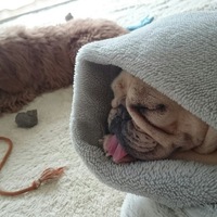 ブラン