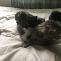 ブリテッシュショートヘアの子猫
