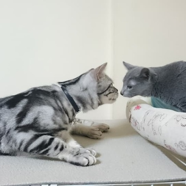 ニャニャ子のカバー写真