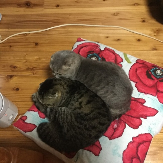 Yuriiiのカバー写真