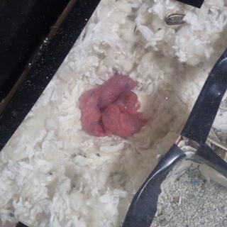 ジャンガリアンハムスター