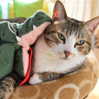 豊満ボディの美猫系熟女 ダフネ 神奈川県 猫の里親募集 ペットのおうち 月間利用者150万人
