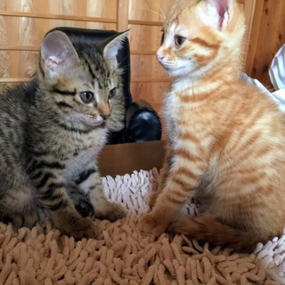 子猫4兄弟2カ月