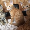 子猫4兄弟2カ月 サムネイル2