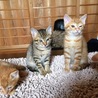子猫4兄弟2カ月 サムネイル3