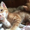 子猫4兄弟2カ月 サムネイル4