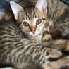 子猫4兄弟2カ月 サムネイル6