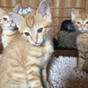 子猫4兄弟2カ月 サムネイル7