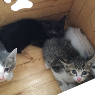 生後2ヶ月美人キジトラちゃん