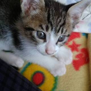 こねこの里親募集