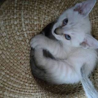 こねこの里親募集【ありがとうございました】