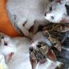 こねこの里親募集【ありがとうございました】 サムネイル3