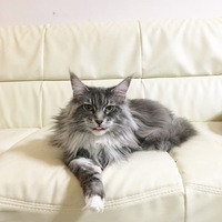 ウェリナ
