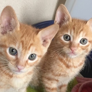 応募多数につき一旦〆切/茶トラ兄弟