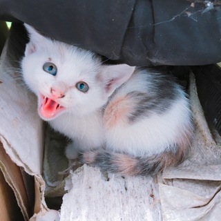 募集一時停止中