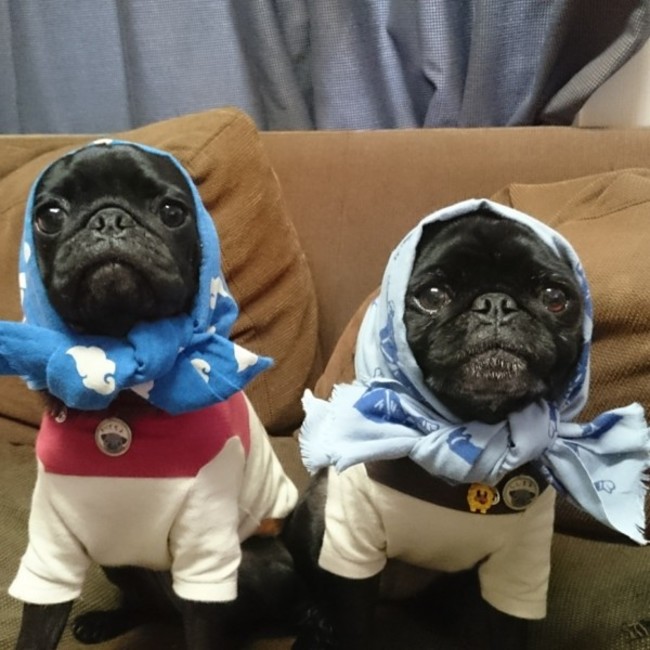 ししちよのカバー写真