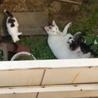 子猫たち＊たくさん希望を頂けました。 サムネイル7