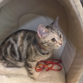 アメショーとアメリカンカール２匹の里親さん募集！