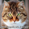 Save dogs&cat... さん