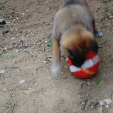 ボール遊びができるようになりました。