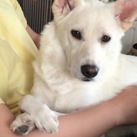 こむぎ