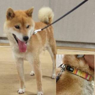 【譲渡されました！】フレンドリーで元気な柴犬