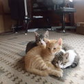 かわいい子猫もらってください（黒白の子猫2匹）