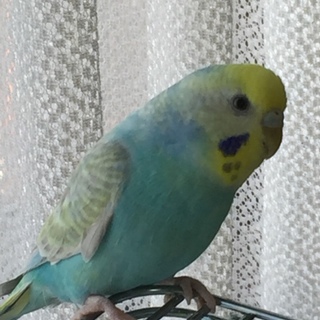 里親様決定しました！ありがとうございました！