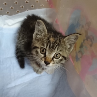 とても人馴れしている女の子