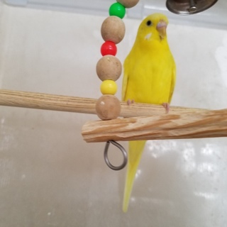 ３匹のセキセイインコ