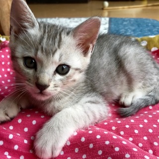 応募多数につき一旦〆切 グレートラとキジ白兄弟