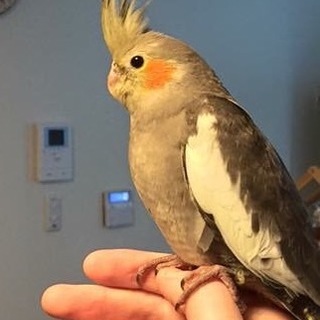 オカメインコの里親募集