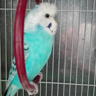 セキセイインコ雄のブルー
