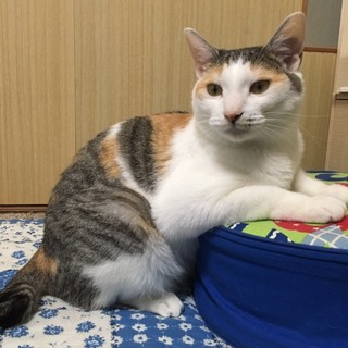 可愛い三毛新しい家族探してます