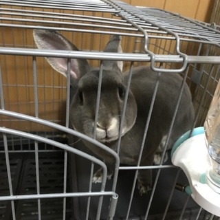 毛並み最高、ミニレッキスの男の子