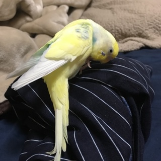 2羽のセキセイインコ