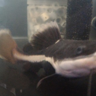 レッドテールキャット