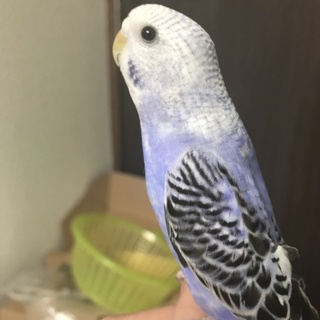 3ヶ月のセキセイインコを預かってくださる方