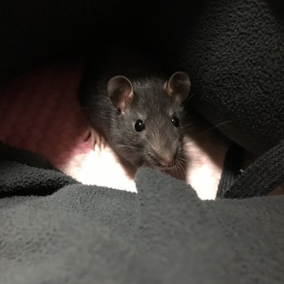 ファンシーラット里親募集