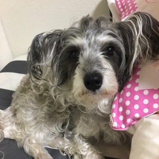 シュナウザーとプードルのmix