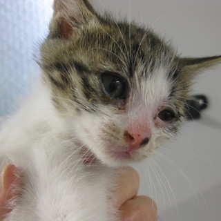 可愛い子猫ちゃんです！期限6月8日まで！