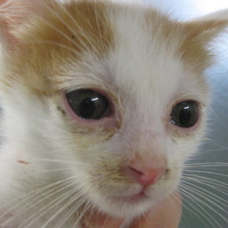 明日が収容期限です！助けてください！