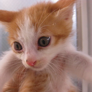 明日が収容期限です！助けてください！