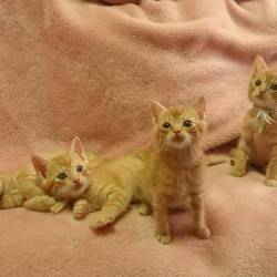 子猫の譲渡会をやりますよー