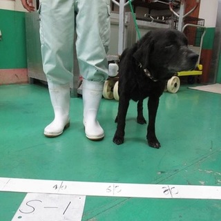 ありがとうございます